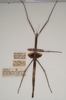 CollectionObject 1560799; abc4d9f0-9b1b-495c-a1ef-2461404c66fb: copyright SAM, Adelaide. female of synonym Lopaphus macrotegmus (syntype). (CollectionObject).;CollectionObject 1560800; 2283537a-33f0-46db-b72f-041dedefe3ea: copyright SAM, Adelaide. female of synonym Lopaphus macrotegmus (syntype). (CollectionObject).