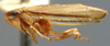 Habitus, lateral view on Aplanatus Cheng, 1980: Aplanatus pallibandus, laterally (NMNH). (Observation).
