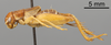 CollectionObject 1522897; a885a0a3-9eb7-41e3-955d-d002fbfbc915: Male, lateral view (holotype). (CollectionObject).