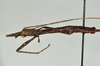 CollectionObject 1561268; 5a0ce6ed-04f1-4f16-ba85-2c9b1b7fe1df: copyright USNM, Washington. (CollectionObject).