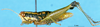 CollectionObject 1505069; aa0a1db7-b0ae-4084-beac-431688a568bc, DORSA D015AF01: female, lateral view (holotype of Eusitalces amazonicus). (CollectionObject).