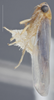 Habitus, lateral view on Cicadulina (Cicadulina) bipunctata (Melichar, 1904): Lateral. (Observation).