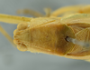 CollectionObject 1581205; 45c598eb-b24d-40e1-93dd-bbbe12cc7519: male head and pronotum, dorsal view (holotype). (CollectionObject).
