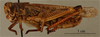female, lateral view, (neotype). Depicts CollectionObject 1531135; 22a342da-d372-438c-b5e0-fd08828576bf, a CollectionObject.