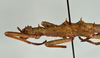 CollectionObject 1557493; 8f0ee6a6-9c88-4a79-ab36-6ed3d5d77847: copyright USNM, Washington. (CollectionObject).