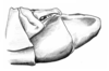 Dichroplus pratensis Bruner, 1900: Fig. 7. male abdomen tip, lateral view. (Otu).