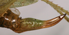 CollectionObject 1516799; 1a4f9eb8-c7c8-45d8-9b0b-9f590b48e85b: female ovipositor (paratype). (CollectionObject).