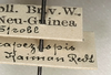 CollectionObject 1562282; 3813ff42-63a3-4e99-bd1e-149de5394a5e: copyright NMW, Vienna. male, data (syntype). (CollectionObject).;CollectionObject 1562283; 6e4eea79-1b78-489c-885c-4d1ec513ffc5: copyright NMW, Vienna. male, data (syntype). (CollectionObject).