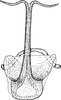 Aedeagus, ventral view on Paramesus obtusifrons (Stål, 1853): Aedeagus, ventral view. (Observation).