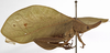 CollectionObject 1529743; NHRS NRM-ORTH0009197, 49682db8-3297-4dbf-8e63-9bbe870ab061: male, lateral view (holotype). (CollectionObject).