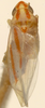 Habitus, dorsal view on Erythridula angularis (Beamer, 1930): Habitus (holotype, KSEM collection). (Observation).