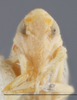 Head: !! display not done !! on Dikrella (Dikrella) cruentata (Gillette, 1898): Head/Face. (Observation).
