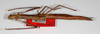CollectionObject 1563531; 721f3aeb-3bd1-4676-92b6-58c3ddf65288: copyright ZMB, Berlin. female (paratype). (CollectionObject).;CollectionObject 1563532; c4d71e26-ca3d-4e5a-9f3f-9e11b3c16dd5: copyright ZMB, Berlin. female (paratype). (CollectionObject).