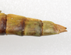 CollectionObject 1578775; a4870e64-5fe8-4a7f-bf65-4a907223154a: copyright ZMUH, Hamburg. female: end of abdomen, dorsal view (paratype). (CollectionObject).