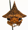 Heliria Stål, 1867: _Heliria cristata_. (Otu).