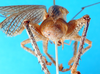 CollectionObject 1502554; 5225a78d-c180-47f9-bad5-8e462d24789e: male, abdomen tip. (CollectionObject).