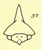 Head: !! display not done !! on Telamona tristis Fitch, 1851: (Observation).