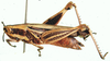 Strombocardeniopsis porphyrus Jago, 1984: female, lateral view. (Otu).