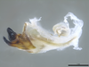 CollectionObject 2634360; cc1dc709-7e4f-4f17-a05d-c16e755bbc18: Holotype. Phallic complex, lateral view. (CollectionObject).