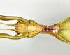 CollectionObject 1583387; QM T244503, b6757617-199f-4781-960f-065724f0e272: copyright QM, Brisbane. female: head & thorax, dorsal view (holotype). (CollectionObject).