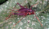 CollectionObject 1579387; 529bbf76-cb71-4a7f-be53-4a3e345c8d5d: adult female (Parque Nacional do Iguaçu (Iguaçu National Park), Brazil). (CollectionObject).