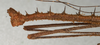 CollectionObject 1560233; 79e8a19e-c04d-485c-af2e-5b4dd3289c8e: copyright NMW, Vienna. male: end of abdomen, lateral view (syntype). (CollectionObject).;CollectionObject 1560234; a2713089-68cf-4eb7-8f10-4439f12da1b2: copyright NMW, Vienna. male: end of abdomen, lateral view (syntype). (CollectionObject).