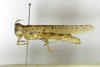 CollectionObject 1591615; 8e7adfae-dd1c-44d0-b837-f7ae98f0ec8b: female, lateral view (paratype). (CollectionObject).