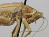 CollectionObject 1535930; 52a49908-d4e9-4e54-abf4-9487428ea0d2: male pronotum lateral (syntype). (CollectionObject).