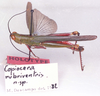 CollectionObject 1525095; baffe0ae-1563-4a7e-b018-d94d7fb72ca9: male, lateral view (holotype). (CollectionObject).