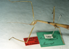 CollectionObject 1557459; eb49b8fc-cab6-4b3a-b405-501a332f6bd8: copyright MNHU. female of synonym Bacteria (Bacunculus) viridis (holotype). (CollectionObject).