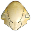 Head: Hecalus viridis, face (INHS). (Observation).