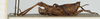 CollectionObject 1584085; 82779a2c-d8dd-4336-8150-69553293401c, NHMUK010924482: male, lateral view (syntype). (CollectionObject).