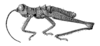 Trichopaon villosus Descamps & Amédégnato, 1972: Fig. 165. male habitus. (Otu).