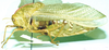 Bullacris serrata (Thunberg, 1810): male, lateral view. (Otu).