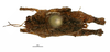 CollectionObject 1567960; 4cf3660e-4ed7-4e84-b73f-b49be6b67d64: female, dorsal view (paratype 1/3). (CollectionObject).