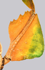 CollectionObject 1591393; e8061657-c81a-457e-94d9-a3708834eef6: copyright IMQC Montreal. female, femore femur (holotype). (CollectionObject).