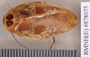 Gyna caffrorum (Stål, 1856): Holotype, male, dorsal. BMNH(E)#878075. (Otu).