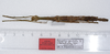 CollectionObject 1557081; ee83db3c-c298-4bfd-97a6-4bf99992b93a: copyright ZMUH, Hamburg. female (syntype). (CollectionObject).;CollectionObject 1557082; 23000b72-56cc-4352-b179-0532f7f9af54: copyright ZMUH, Hamburg. female (syntype). (CollectionObject).;CollectionObject 1557083; 6768d7bd-8771-437c-a457-e6fa230fbd93: copyright ZMUH, Hamburg. female (syntype). (CollectionObject).