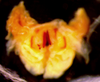 CollectionObject 1516490; a3448119-7806-4f99-b4c8-5348a5395b69: male titillators (paratype). (CollectionObject).