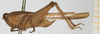 CollectionObject 1517995; 180458c4-d054-4b9b-95eb-220d718705fd, NHMUK010924560: male, lateral view (holotype). (CollectionObject).