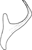 Aedeagus, lateral view: Aedeagus (A. orbata Mel.), lateral view. (Observation).