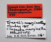 CollectionObject 1531112; 837c9cad-a583-4916-8d35-b4b5e7c88a4d: male, labels (holotype). (CollectionObject).