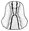 Ragoniella pulchella (Hebard, 1927): Pl. XX, Fig. 15 (after type). dorsal view of female pronotum. (Otu).