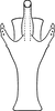Aedeagus, ventral view: Aedeagus, ventral view. (Observation).