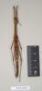 CollectionObject 1562894; d831fcab-a385-4738-a159-bac8672e4a43: copyright Natural History Museum, London. female (paratype). (CollectionObject).;CollectionObject 1562895; c1edf312-107d-49d6-a947-44a7c15925f3: copyright Natural History Museum, London. female (paratype). (CollectionObject).