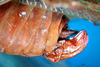 CollectionObject 1500515; 7e31aada-2198-449d-b685-42ba84312386, DORSA BTcatmacHTF: female ovipositor (holotype of Catoptropteryx maculipennis). (CollectionObject).