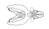 Jivarus alienus (Walker, 1870): endophallic plates (basal and apical valves of aedeagus) and cingulum, dorsal view. (Otu).