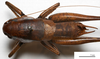 CollectionObject 1575359; 0c620c1a-883e-4b9d-b100-f4db5f45beb8: male, dorsal view (syntype of Pholidoptera dalmatica maritima). (CollectionObject).