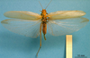 CollectionObject 1538367; 05ba9172-f494-4d7d-9213-94f828d6ff17: female, dorsal view. (CollectionObject).