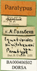CollectionObject 1584729; 37f87973-7a63-4721-ada2-ade4f3254026: labels (paratype). (CollectionObject).